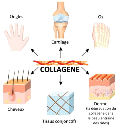 collagen image